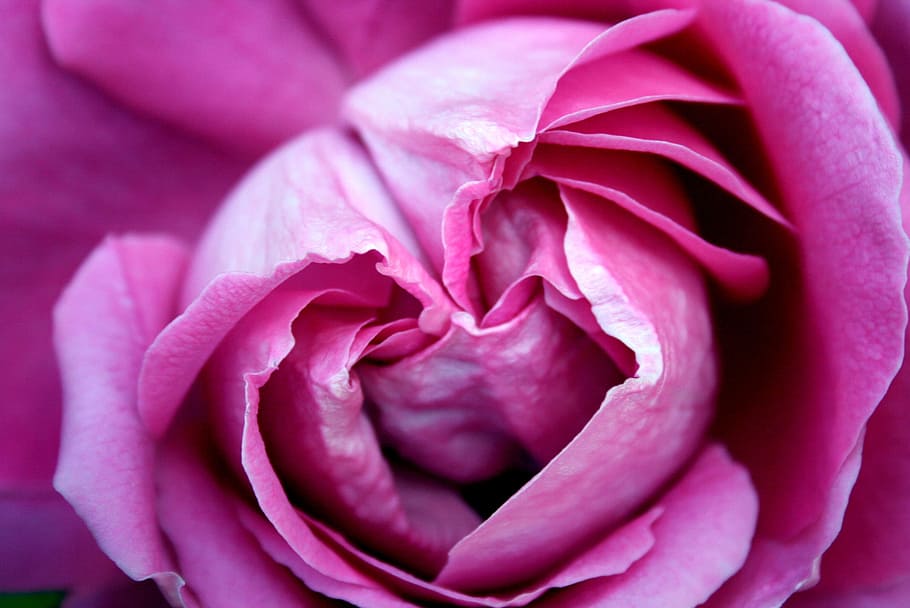 rose, rosa, flower, flowering plant, beauty in nature, freshness HD wallpaper