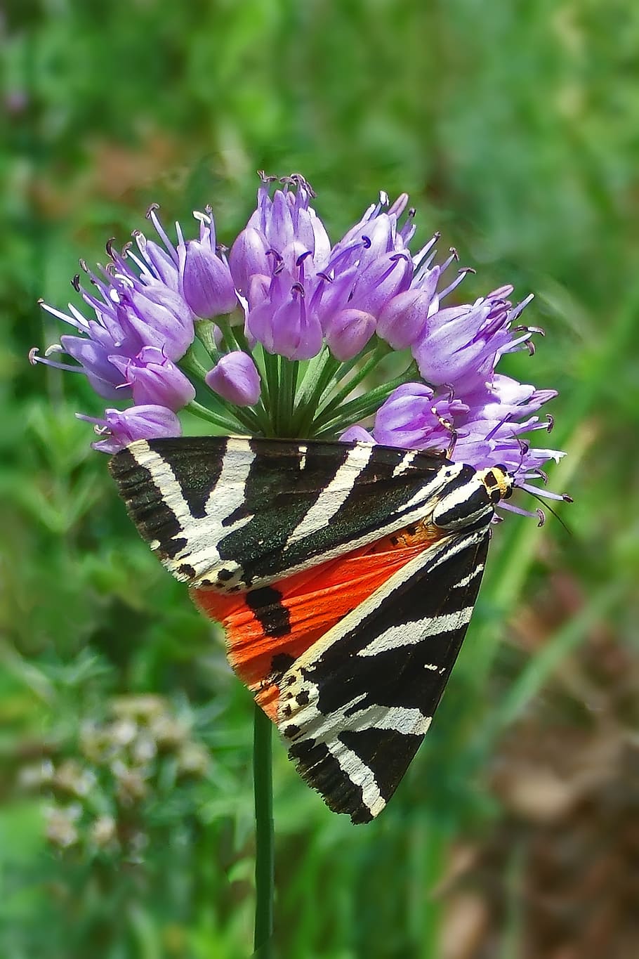 butterflies, nature, hawk, flowering plant, fragility, vulnerability HD wallpaper