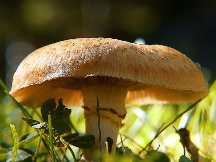Wild, Mushroom, Back Light, Nature, plant, forest, meadow, macro HD wallpaper