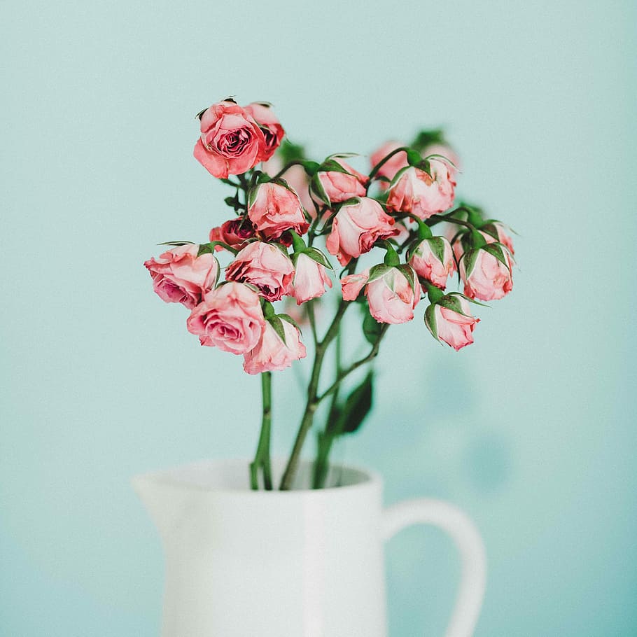 pink flowers, withered pink roses in white ceramic pitcher, blossom, HD wallpaper