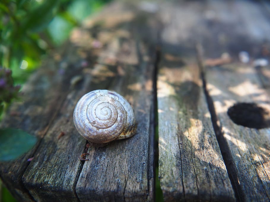 shell, spiral, garden, nature, housing, wood, background, greeting card HD wallpaper
