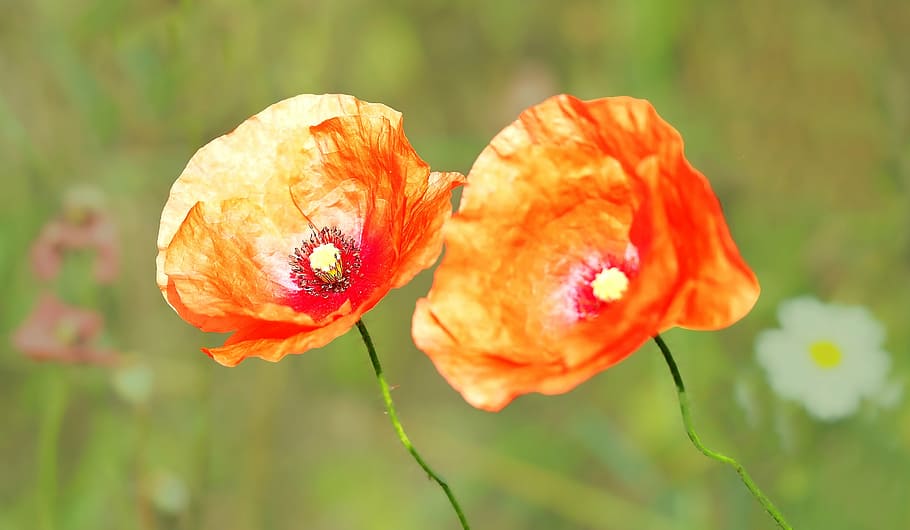 plant, nature, live, flower, flowering plant, beauty in nature HD wallpaper