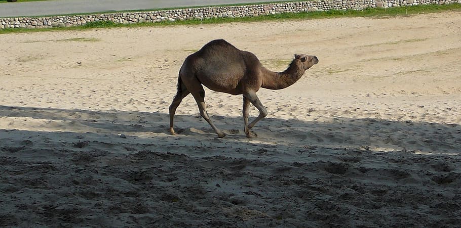 Camel, Dromedary, One, Hump, one hump, walking, wildlife, sand HD wallpaper
