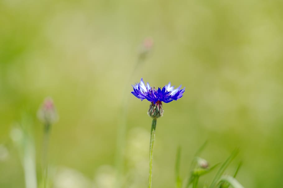 cornflower, spring, tholey, saarland, attractions, plant, blossom HD wallpaper