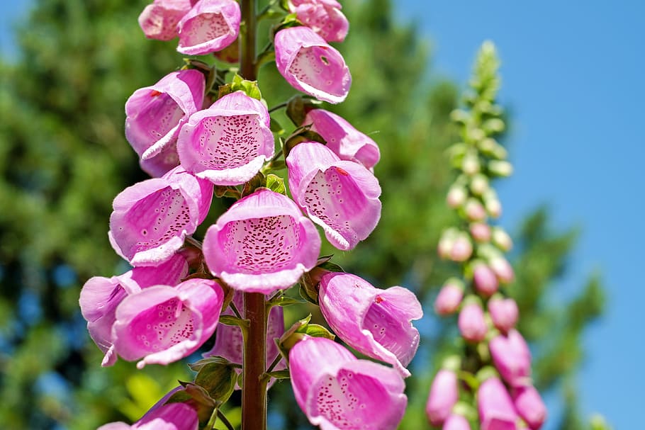 selective focus photography of pink petaled flower, thimble HD wallpaper