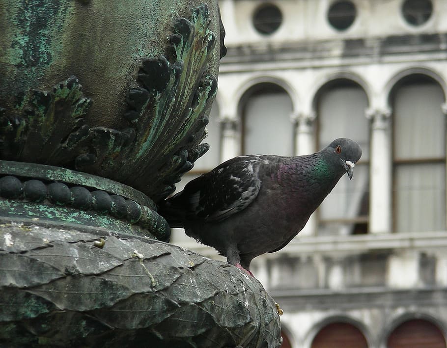 pigeon, bird, wild, looking, perched, portrait, nature, statue HD wallpaper