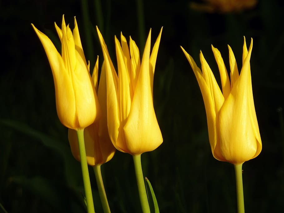 tulips, yellow, flower, spring, petal, france, flowering plant HD wallpaper