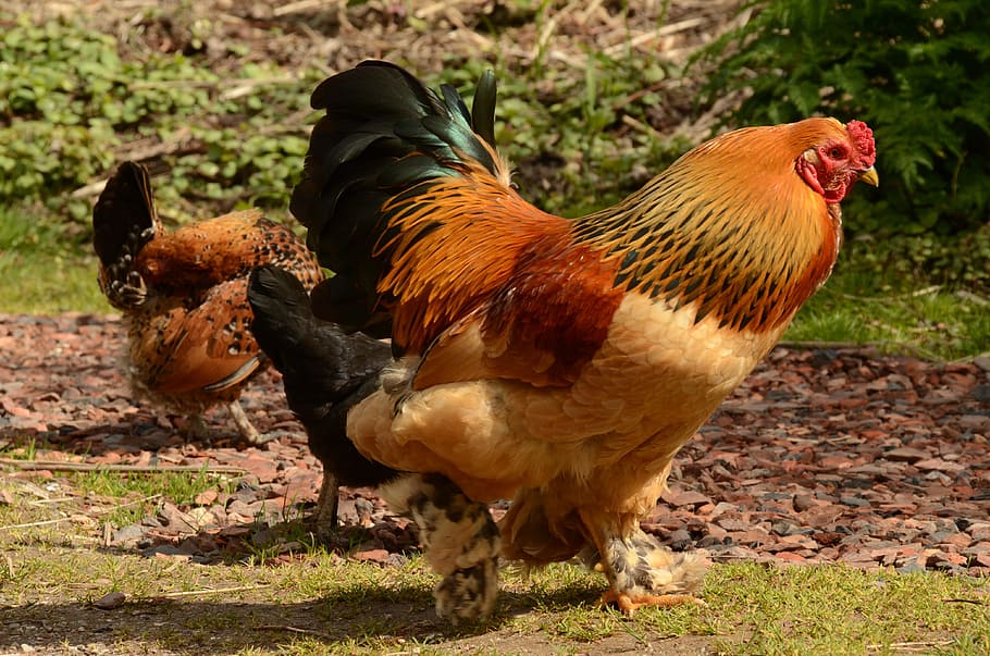 haan, bird, cackle, feather, cockscomb, livestock, animal themes HD wallpaper