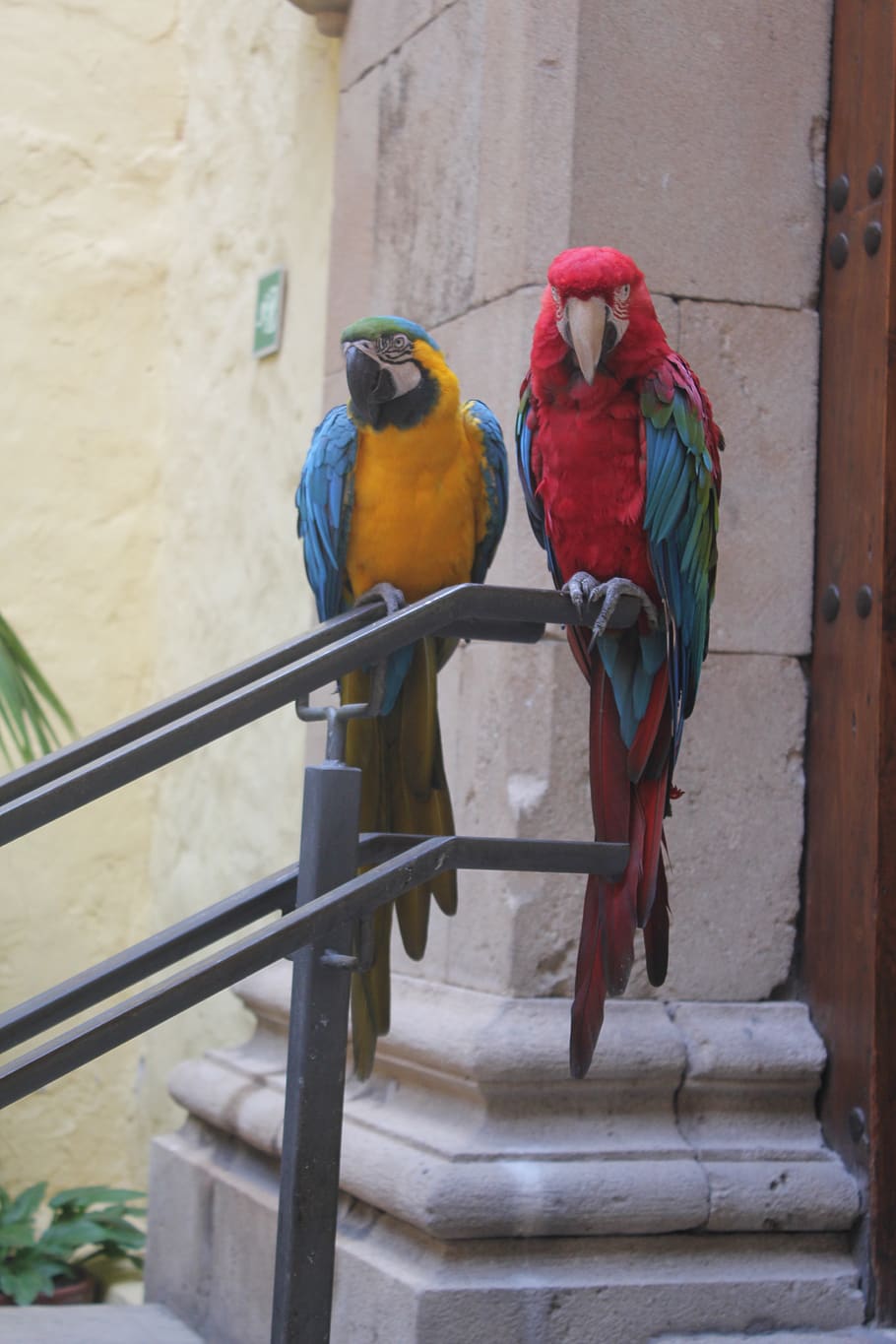 parrots, canary islands, bird, vertebrate, animal themes, animals in the wild, HD wallpaper