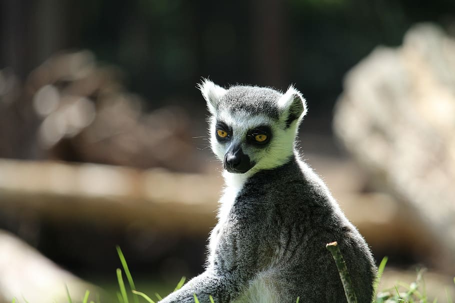 rintailed, lemur, money, animal wildlife, one animal, animals in the wild HD wallpaper