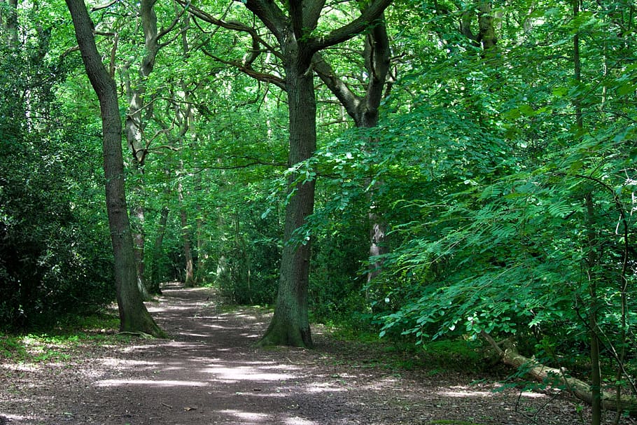 forest, woodland, path, dapple, landscape, green, tree, plant HD wallpaper
