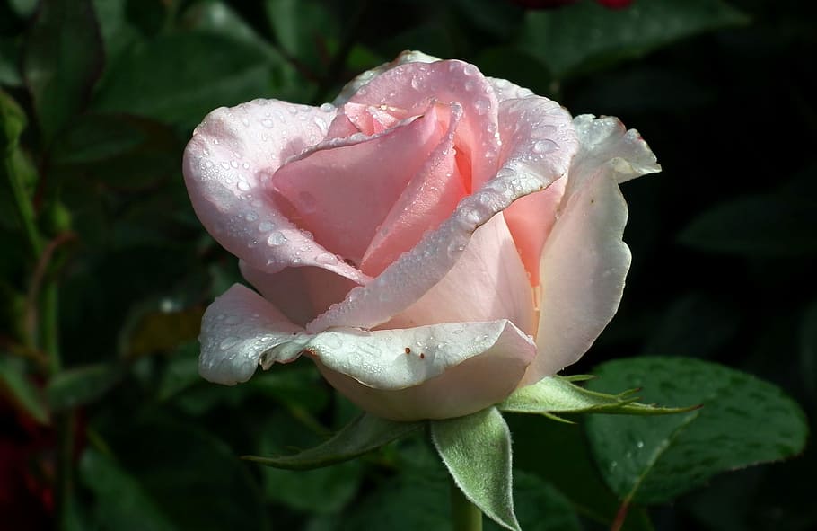 macro shot photography of pink rose with water drops, flower HD wallpaper