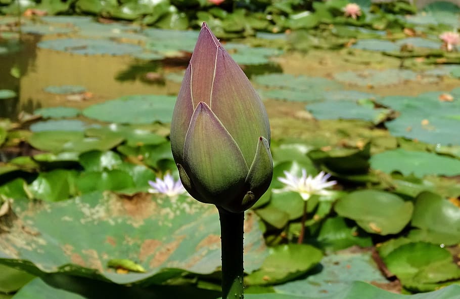Lotus, Pink, Flower, bud, nelumbo nucifera, indian lotus, sacred lotus