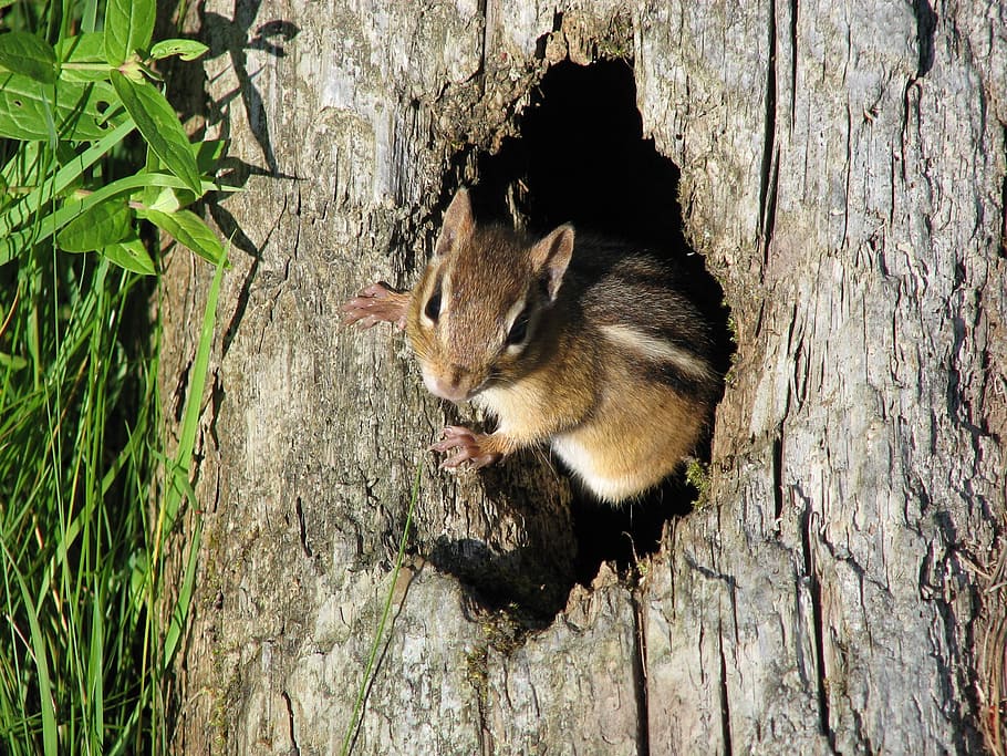 brown and beige squirrel in tree trunk, chipmunk, nature, wildlife HD wallpaper