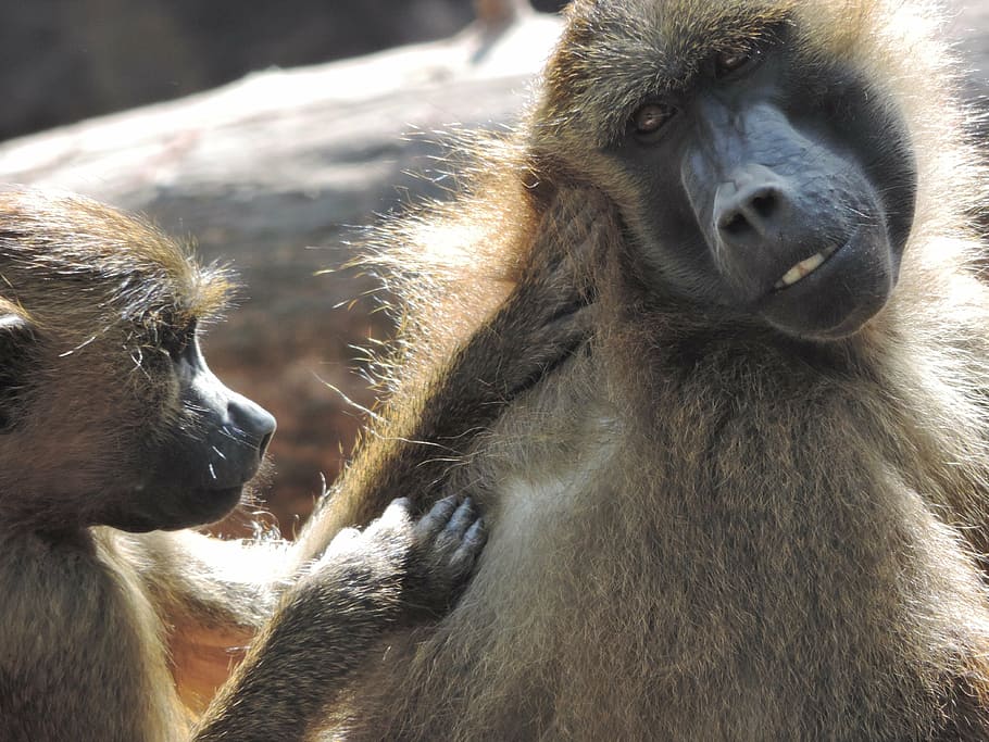 baboon, monkey, zoo, animal, tiergarten, primate, primates HD wallpaper