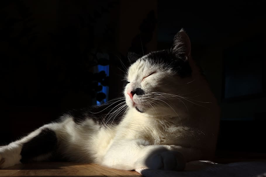cat, cuddly, portrait, kitten, mammal, domestic, pets, feline HD wallpaper