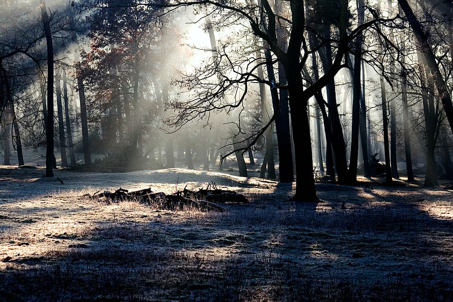 silhouette trees with bright light, forest, mood, light beam HD wallpaper