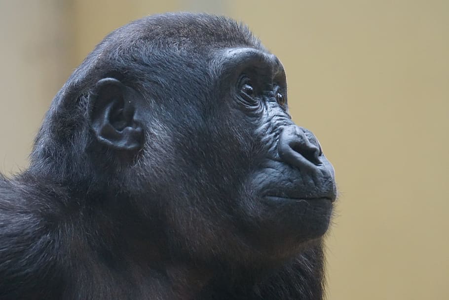 monkey, gorilla, ape, primate, watch, view, close, lowland gorilla HD wallpaper