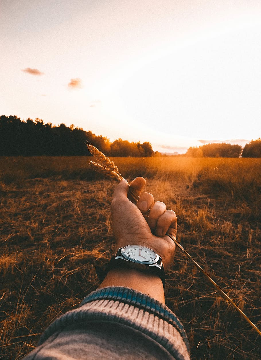 person holding rice mill, holding wheat, hold out, golden hour, HD wallpaper