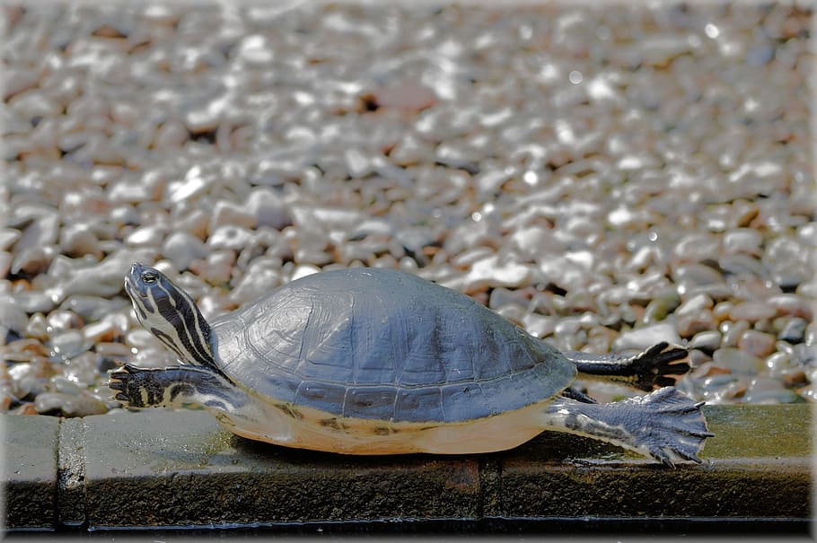 turtle, extend, reptile, animal, wildlife, zoology, species HD wallpaper