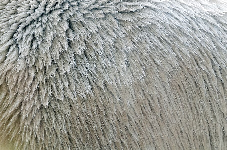 fur, pattern, texture, polar bear, animal, bear, white, natural HD wallpaper