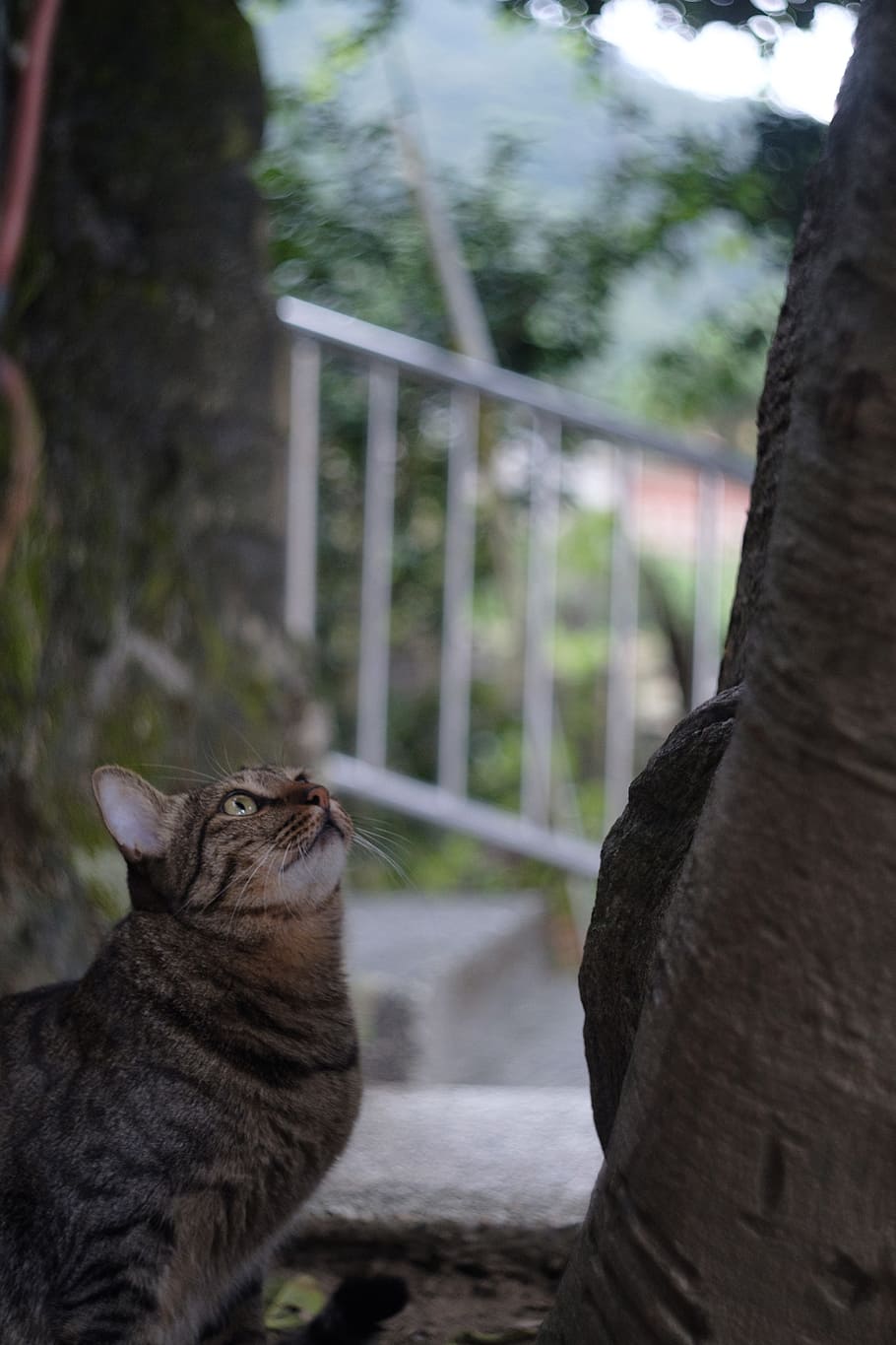 xinbei, monkey cave, cat, mammal, domestic, pets, domestic animals HD wallpaper