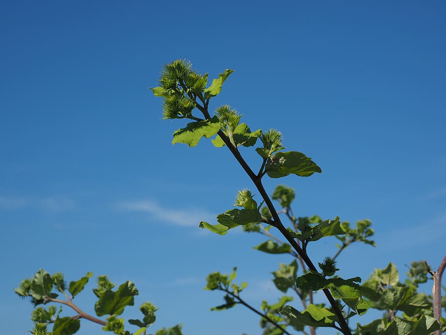 great burdock, infructescence, hooked, liable, spherical, flower basket HD wallpaper