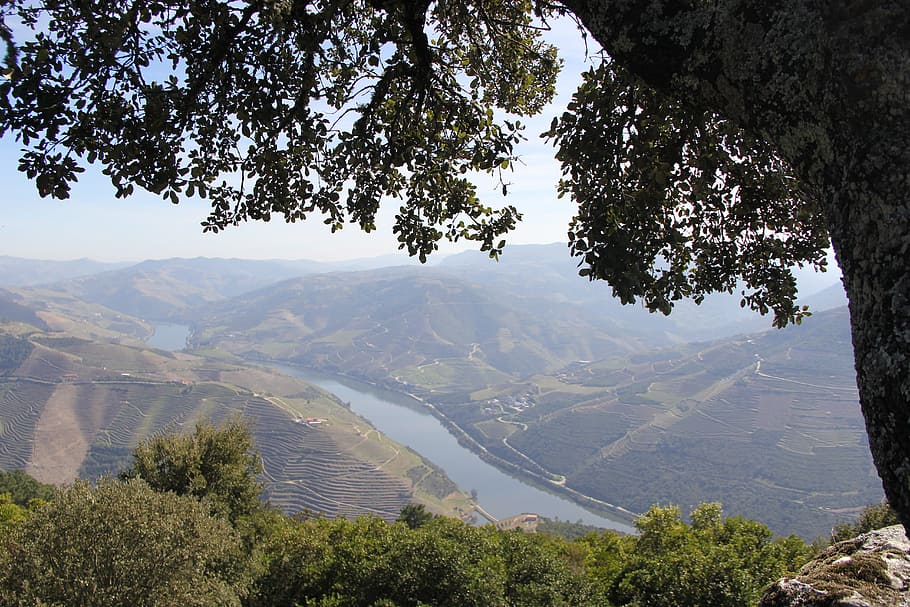 flowers, mountains, douro, river, wine, valley, portugal, travel