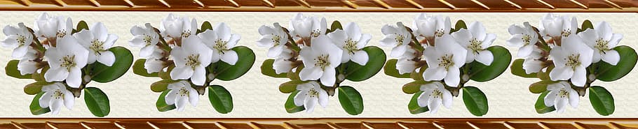 border, decorative strip, pattern, white flower, plant, nature HD wallpaper