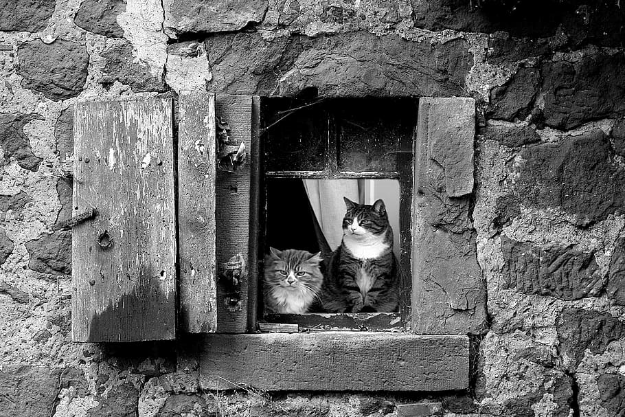 two cats on window grayscale photos, lake dusia, stone, stone wall HD wallpaper