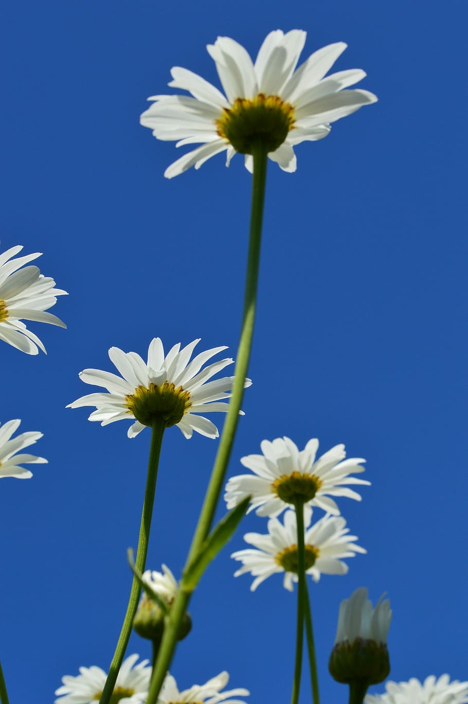 Daisy, Flower, White, Summer, sky, chamomile, beautiful, white flowers HD wallpaper