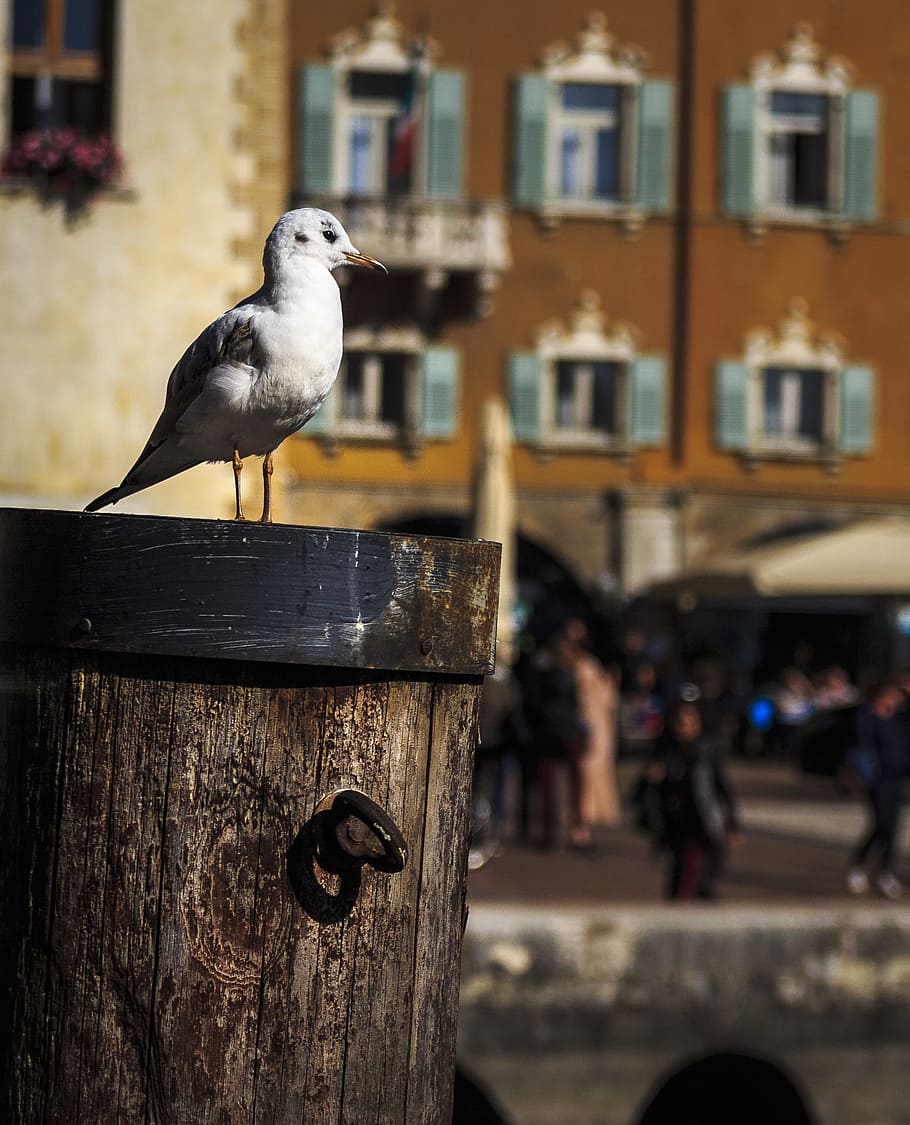 seagull, seevogel, water bird, close, birds, port, wooden posts, HD wallpaper