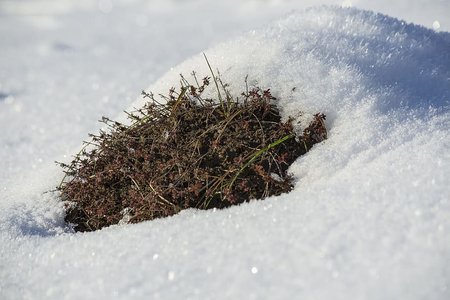 snow, winter, wintry, cold, snowfall, frozen, white, snow landscape HD wallpaper