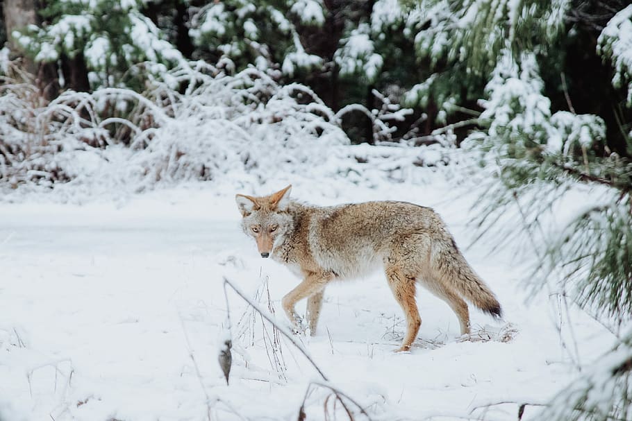 brown wolf walking on snow, brown fox walking near green trees covered with snow during daytime HD wallpaper