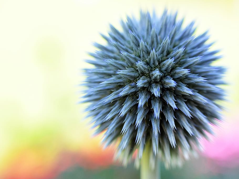 gray plant, flower, spring, blue, floral, blossom, bloom, natural HD wallpaper