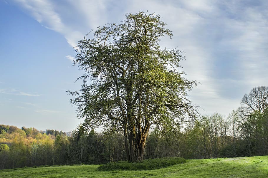 large, tree, alone, golden, hour, sunlight, plant, sky, beauty in nature HD wallpaper