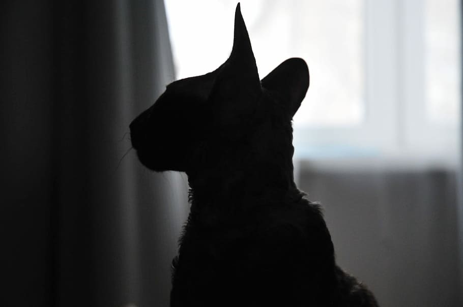 silhouette photo of cat near window, silhouette photo of cat, HD wallpaper