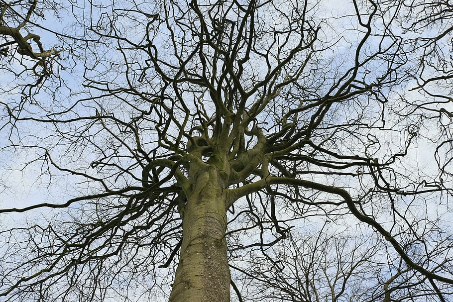branch, wood, nature, spring, tree, forest, plant, trunk, tree trunk HD wallpaper