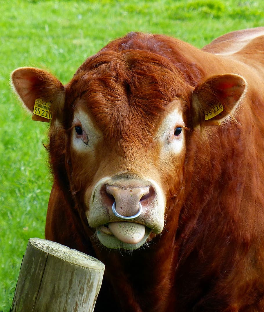 Cattle Nose Ring Images, Stock Photos Cattle Portrait With Bell And Nose Ri...
