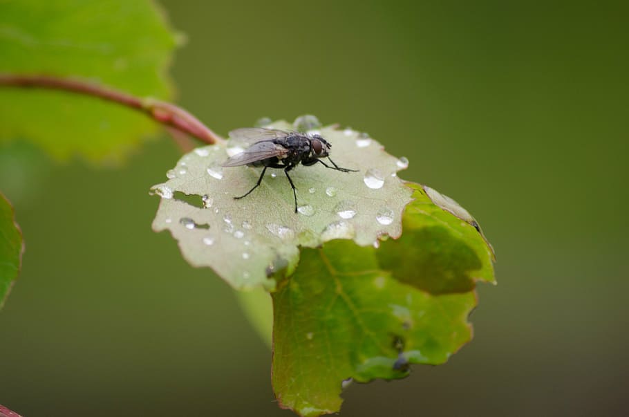 fly, leaf, bug, garden, summer, rain, wet, season, invertebrate HD wallpaper