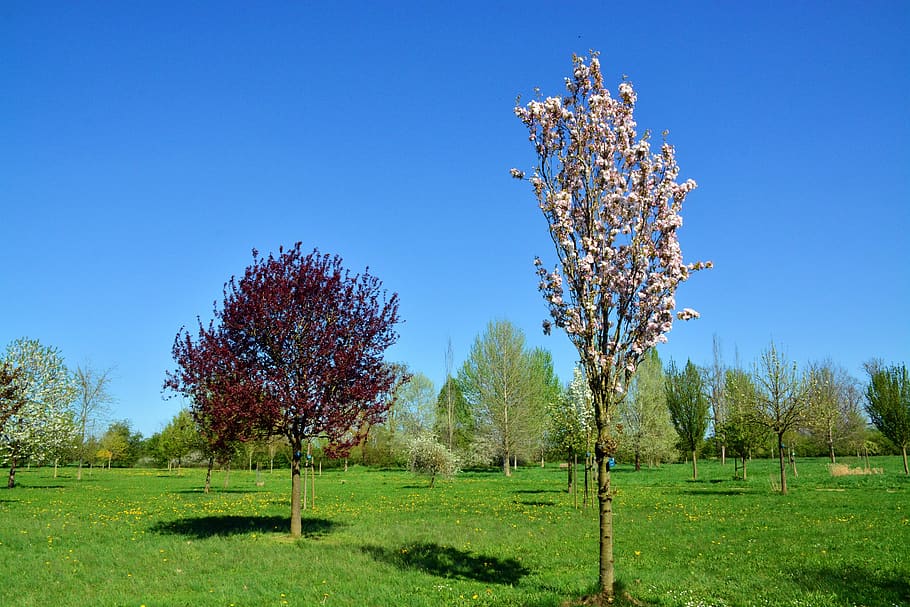 cherry tree, blossom, bloom, nature, grass, landscape, summer HD wallpaper
