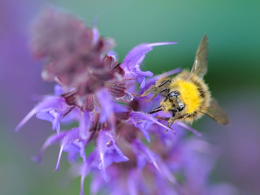 Bourdon, Forage, Macro, Insect, flower, purple, fragility, nature HD wallpaper