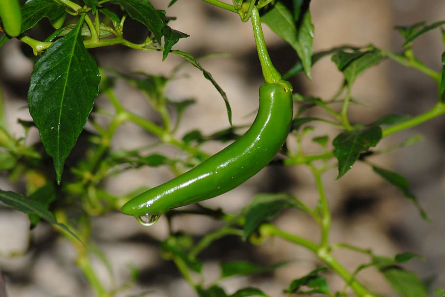 chile, spicy, vegetable, food and drink, green color, close-up HD wallpaper