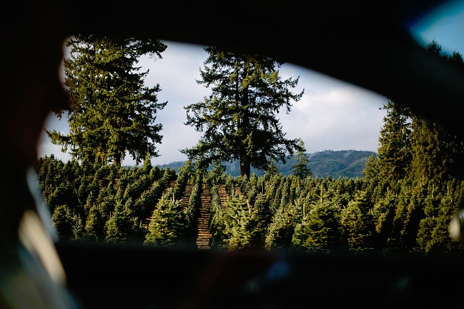 nature, trees, plants, mountain, view, car, travel, forest HD wallpaper