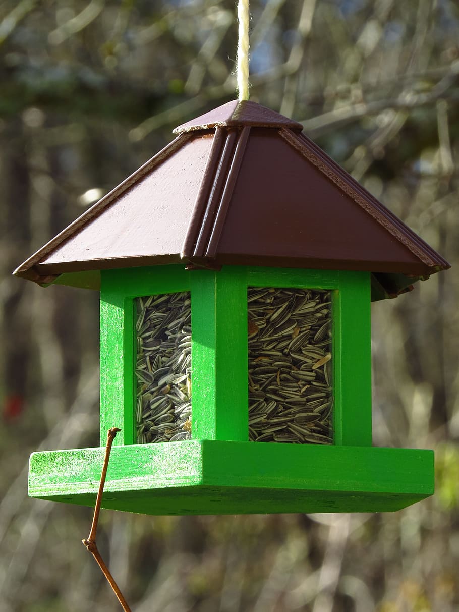 Bird, Aviary, Feed, Winter, Tit, birds, bird seed, sunflower seeds HD wallpaper