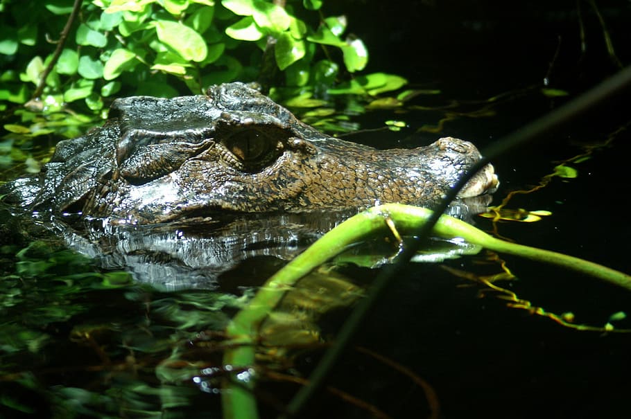 Cayman, Eye, Close, Water, Alligator, reptile, nature, animal HD wallpaper