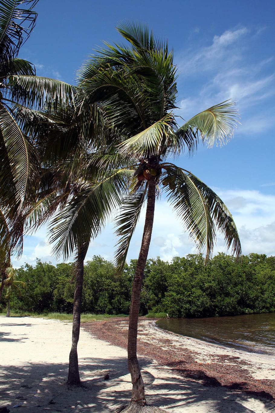 beach, palms, sky, tropical, water, summer, vacation, sand HD wallpaper