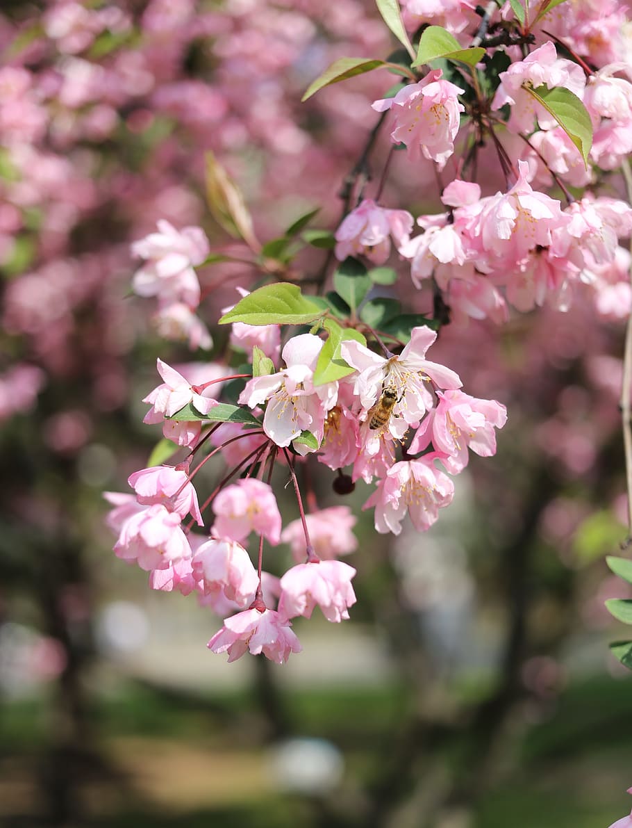 pink, flowers, bee, spring, vitality, during the day, outdoor HD wallpaper