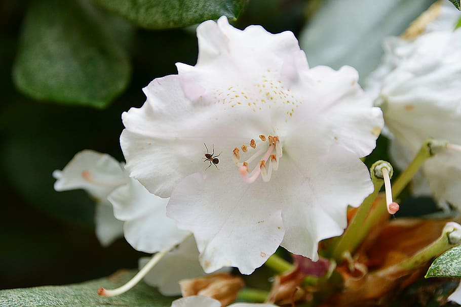 flower, provided, nature, white, rhododendron, plant, flora HD wallpaper