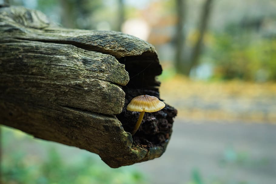 focus photography of brown mushroom in wood log with bokeh effect, HD wallpaper